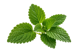 lemon balm