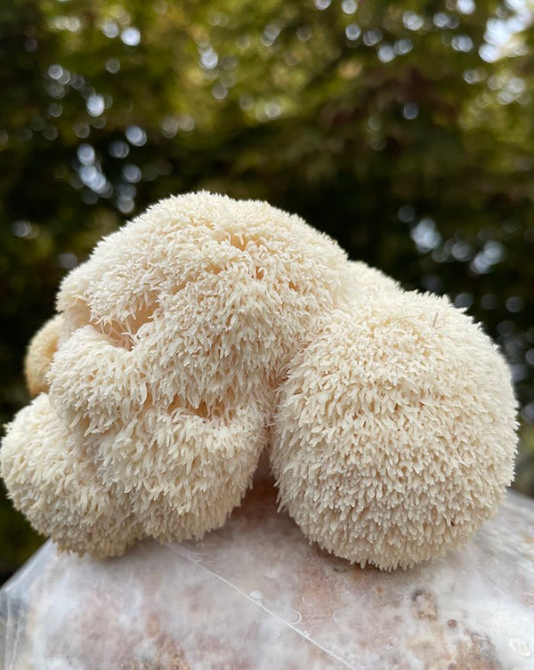 Lions mane