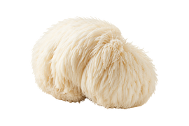 Lion's Mane