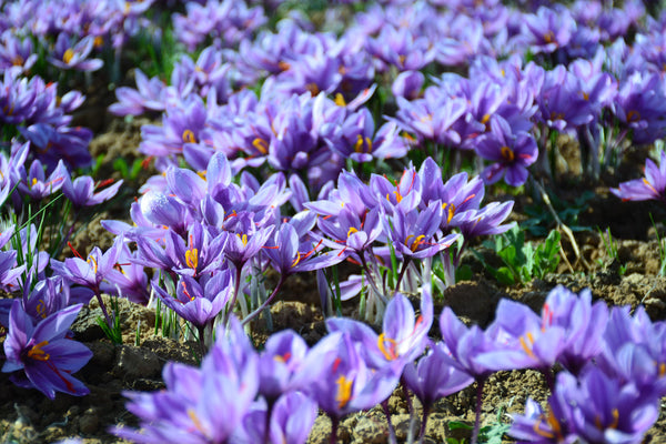 Saffron